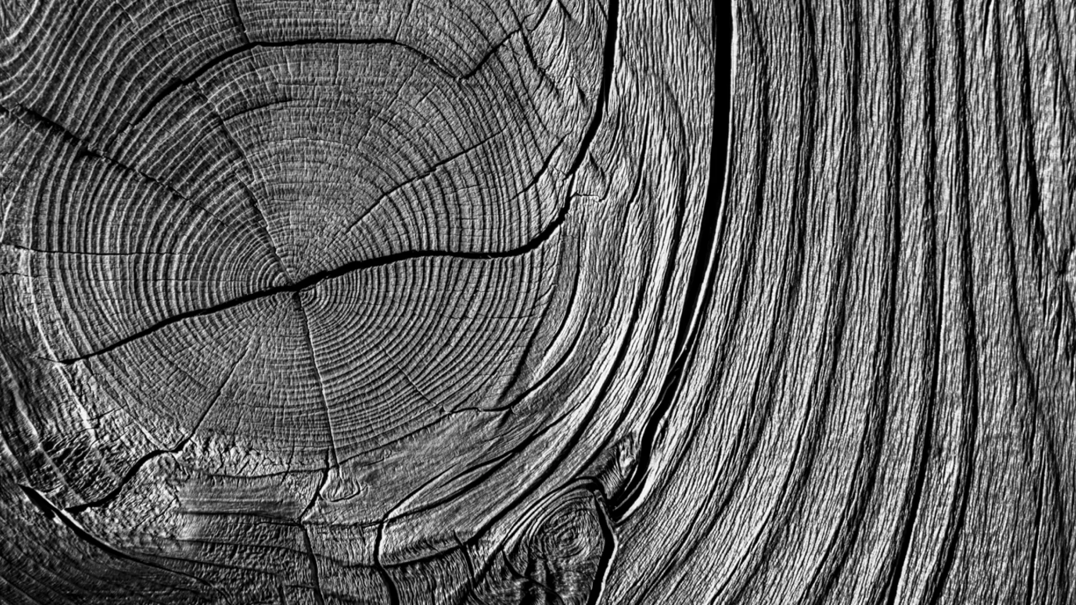 Close-up of tree rings in wood grain image at Baldhead Cabinets