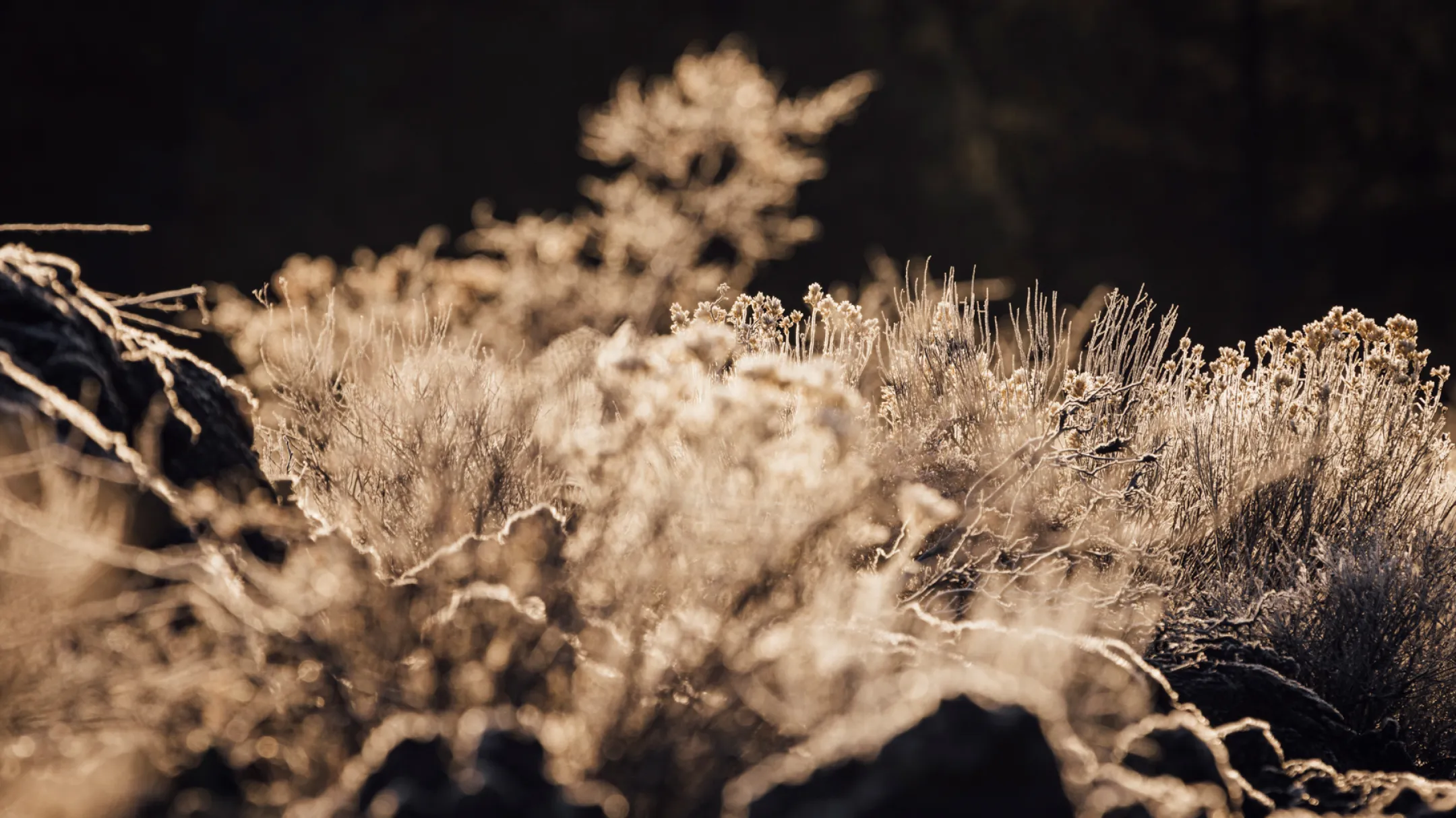 Delicate frost-kissed flora suggests the crisp, refreshing air surrounding Bald Head Cabinets.